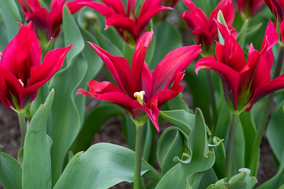 tulip 'Doll's Minuet'