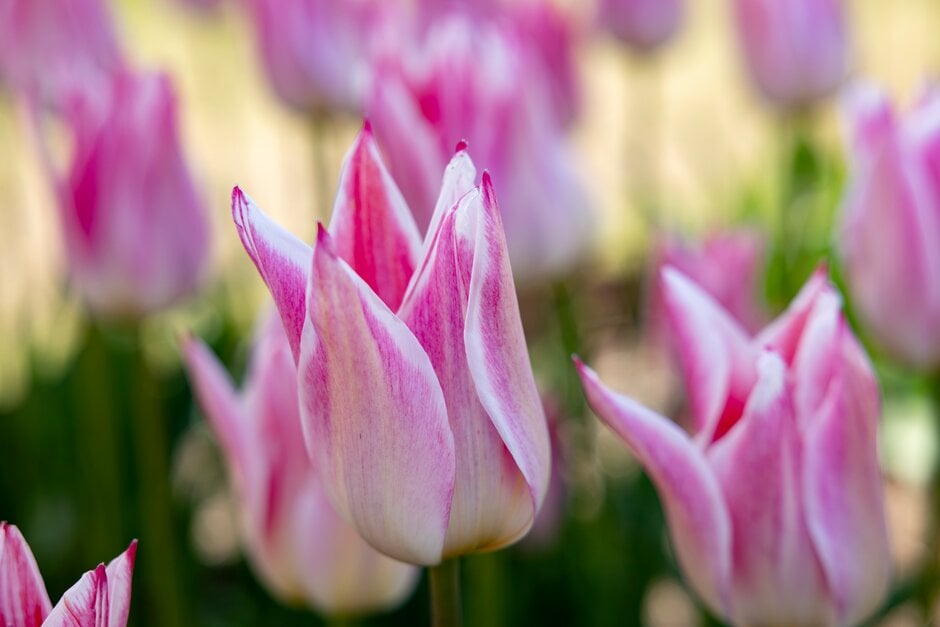 tulip 'Elegant Lady'