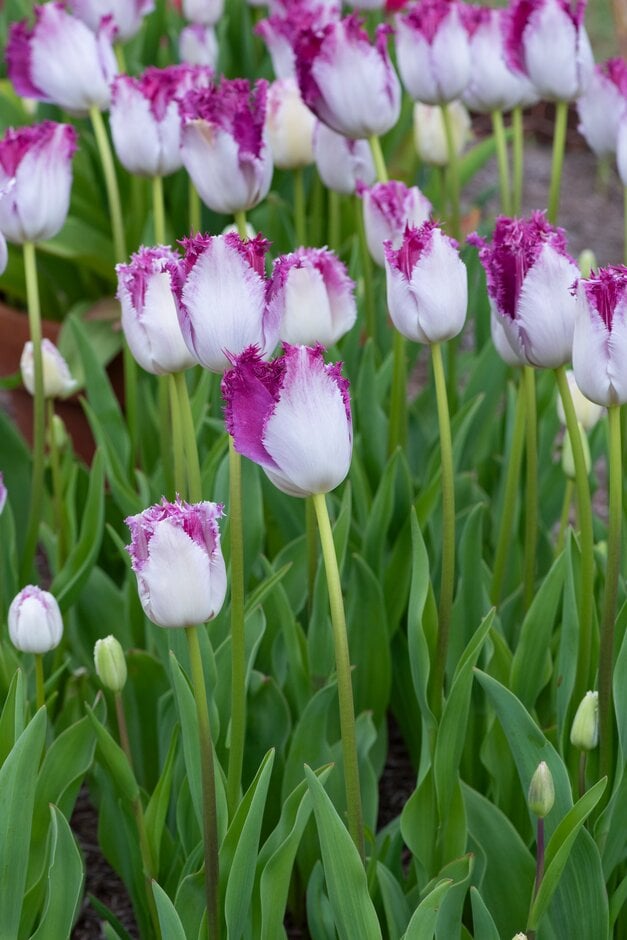 tulip 'Eyelash