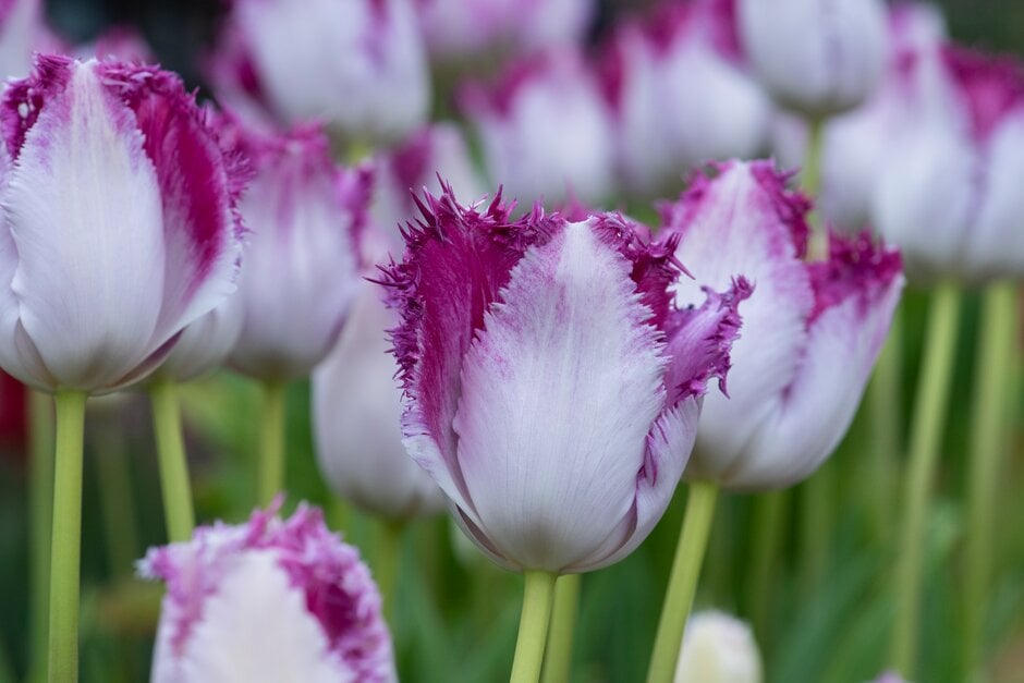 tulip 'Eyelash