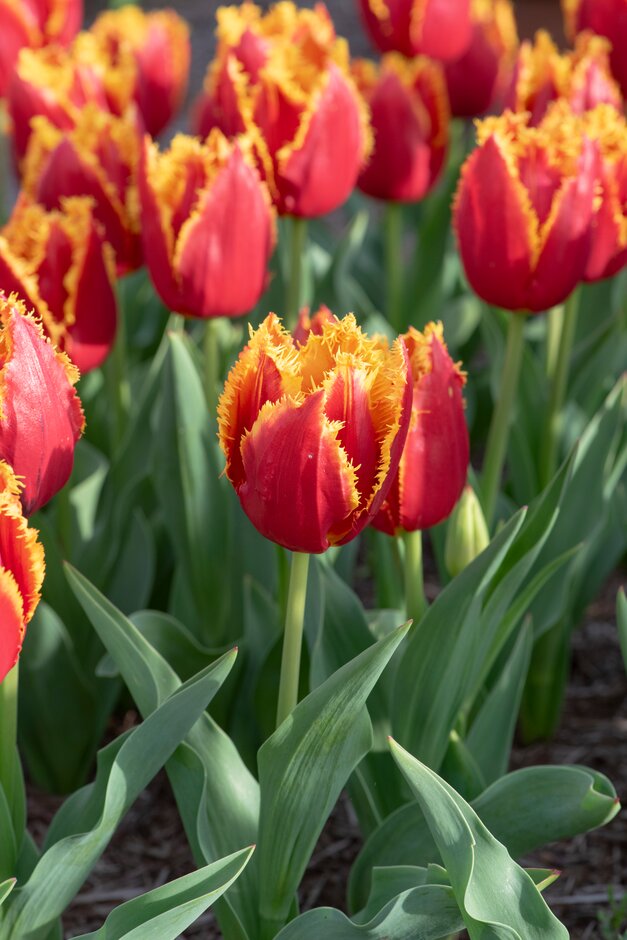 tulip 'Fabio'