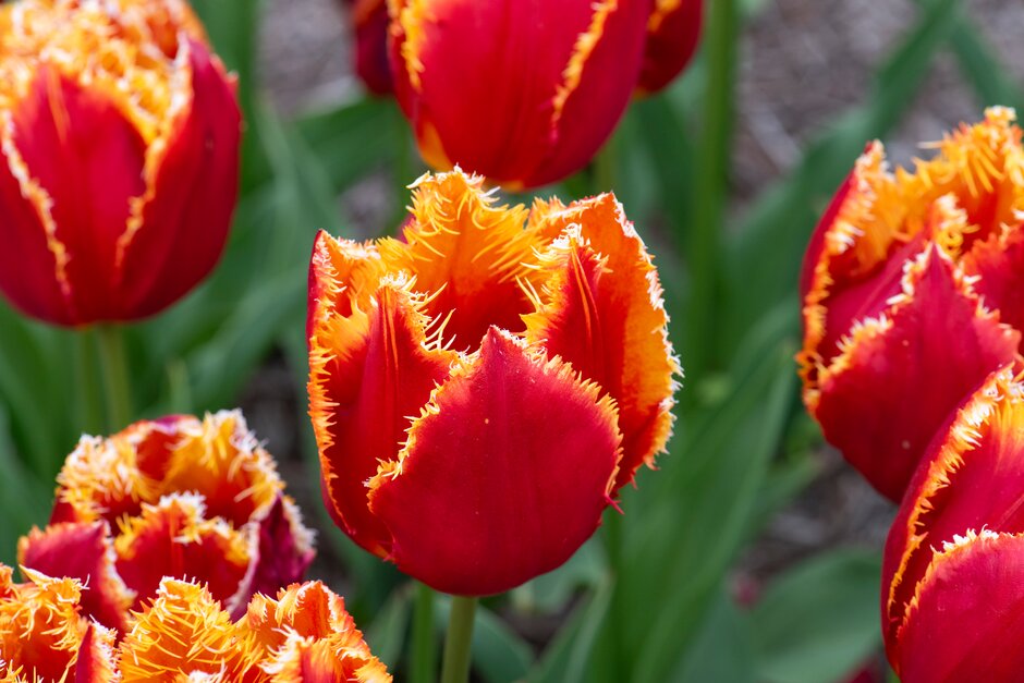 tulip 'Fabio'