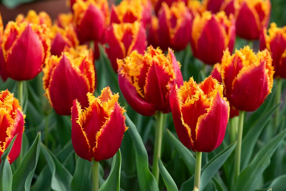 tulip 'Fabio'