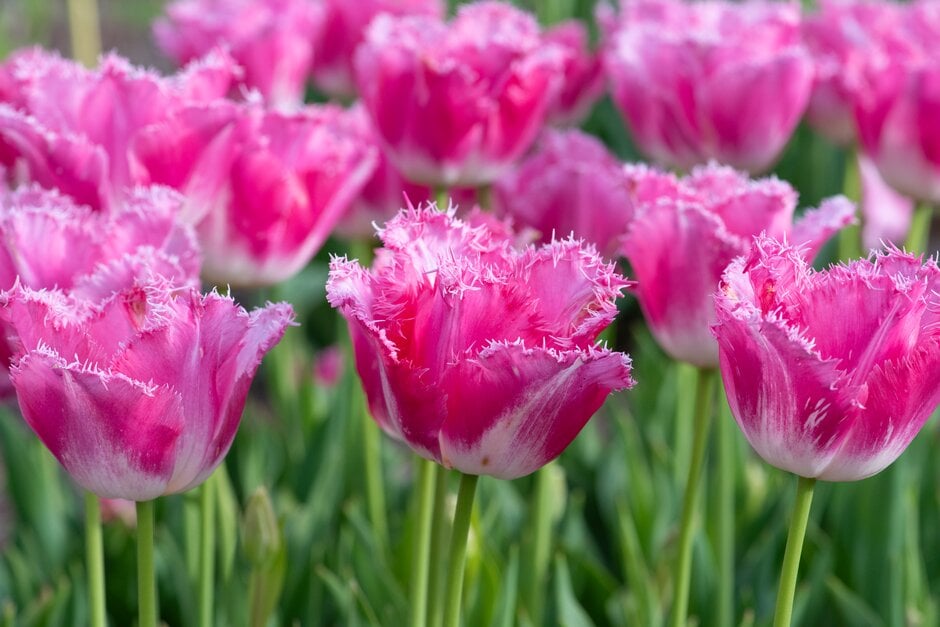 tulip 'Fancy Frills'