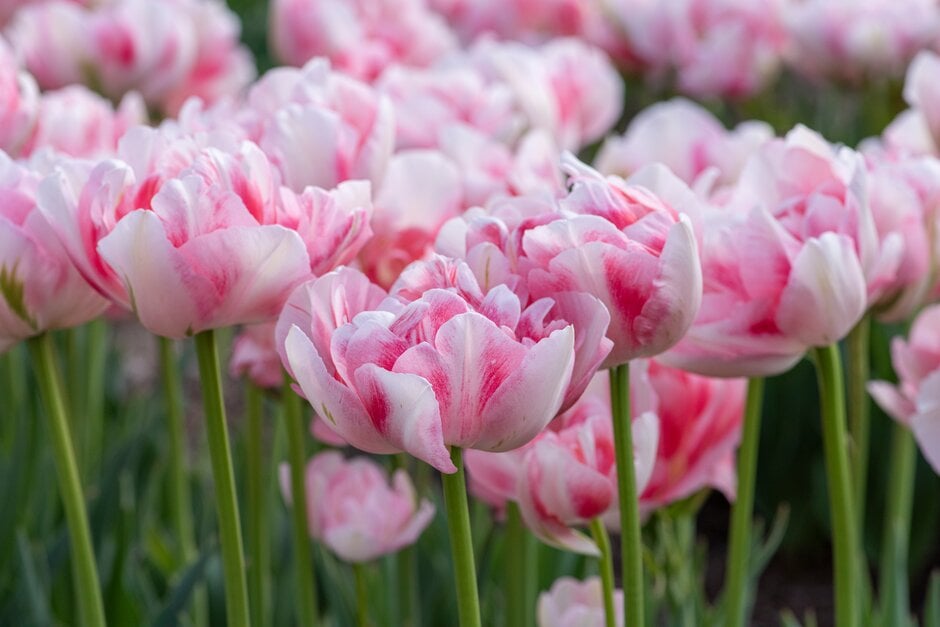 tulip 'Finola'