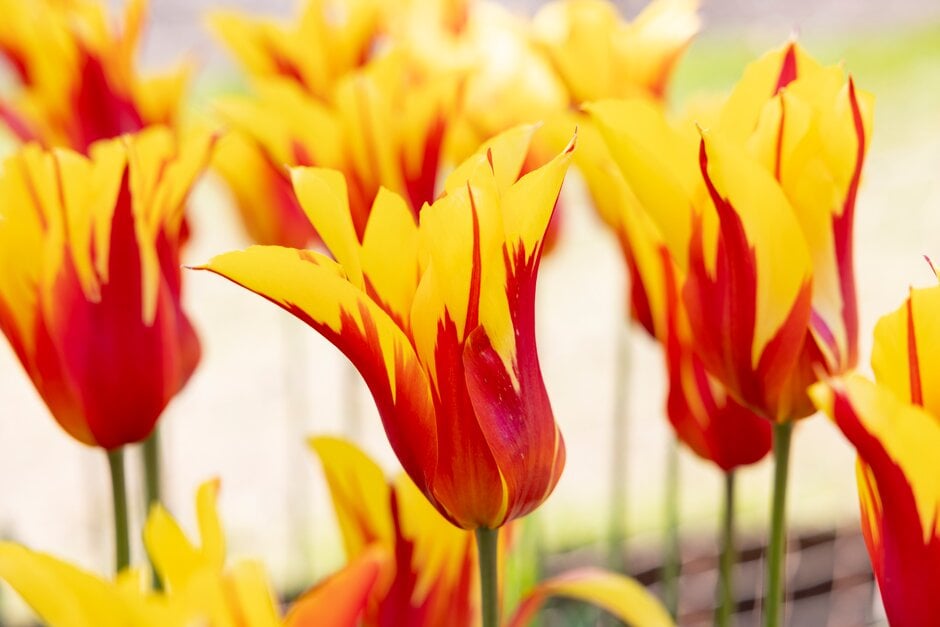 tulip 'Fire Wings'