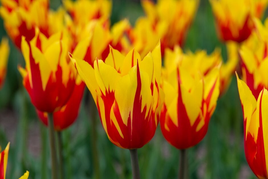 tulip 'Fire Wings'