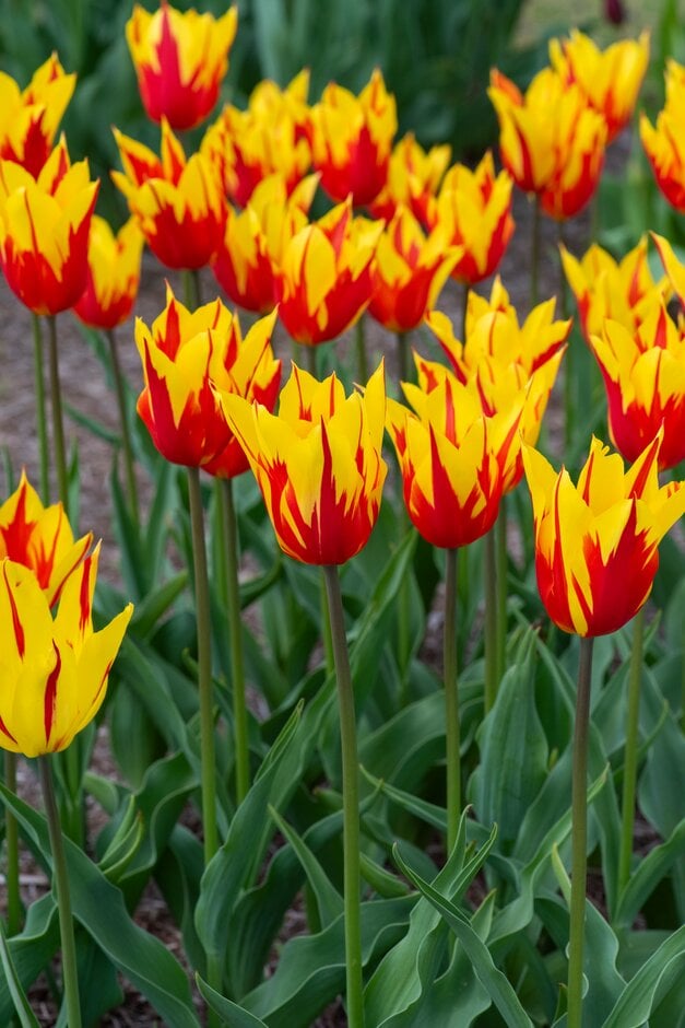 tulip 'Fire Wings'