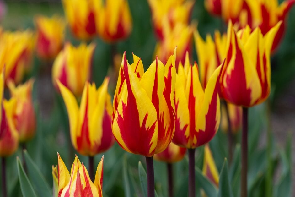 tulip 'Firework'
