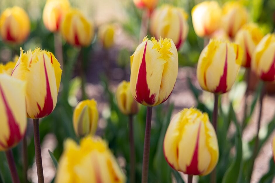 tulip 'Flamenco'