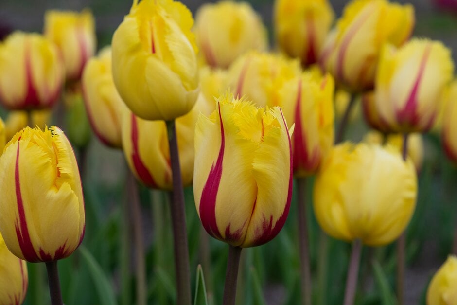 tulip 'Flamenco'