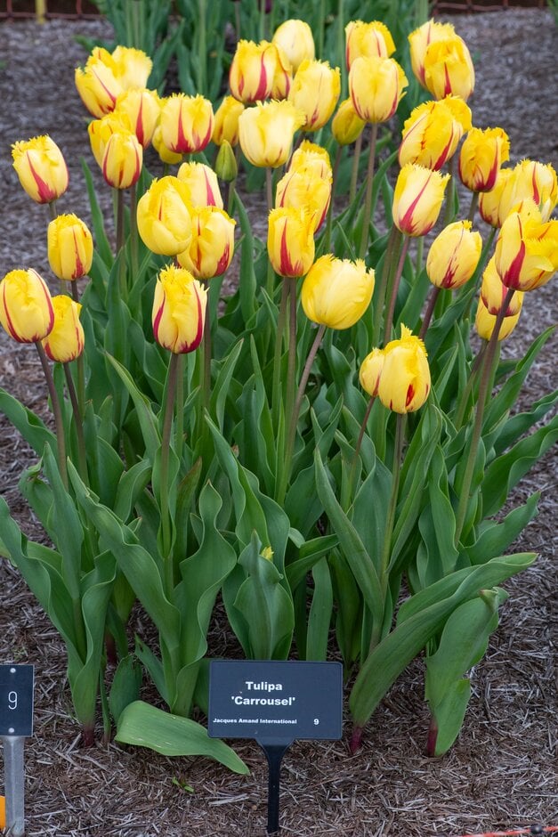 tulip 'Flamenco'