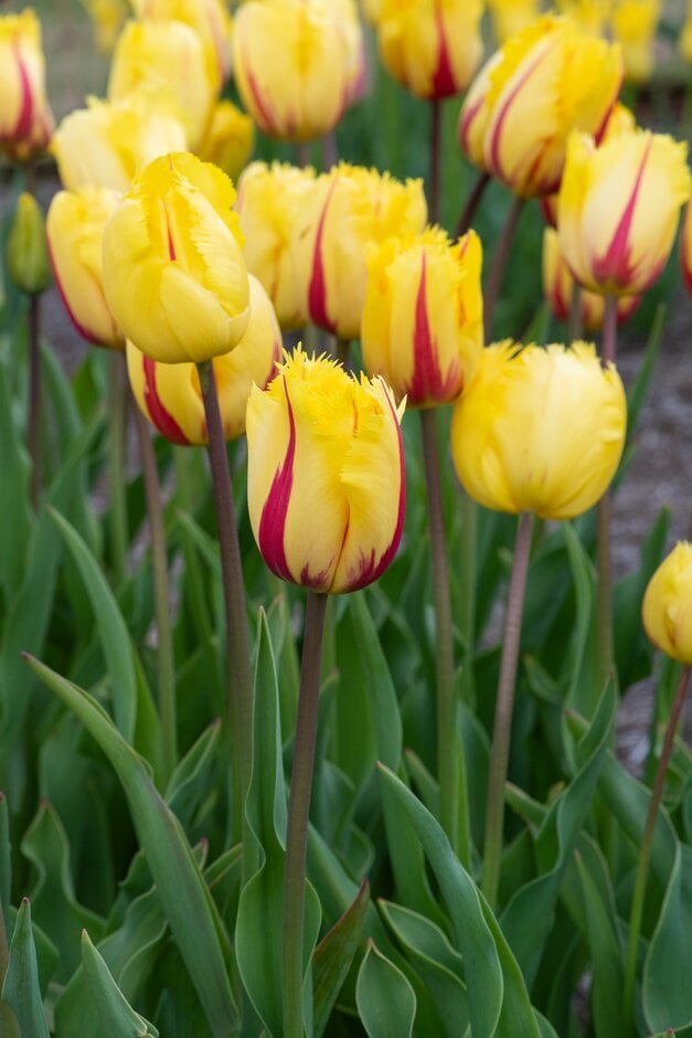 tulip 'Flamenco'