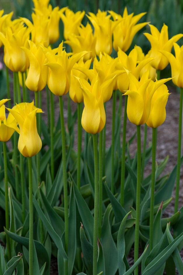 tulip 'Flashback'