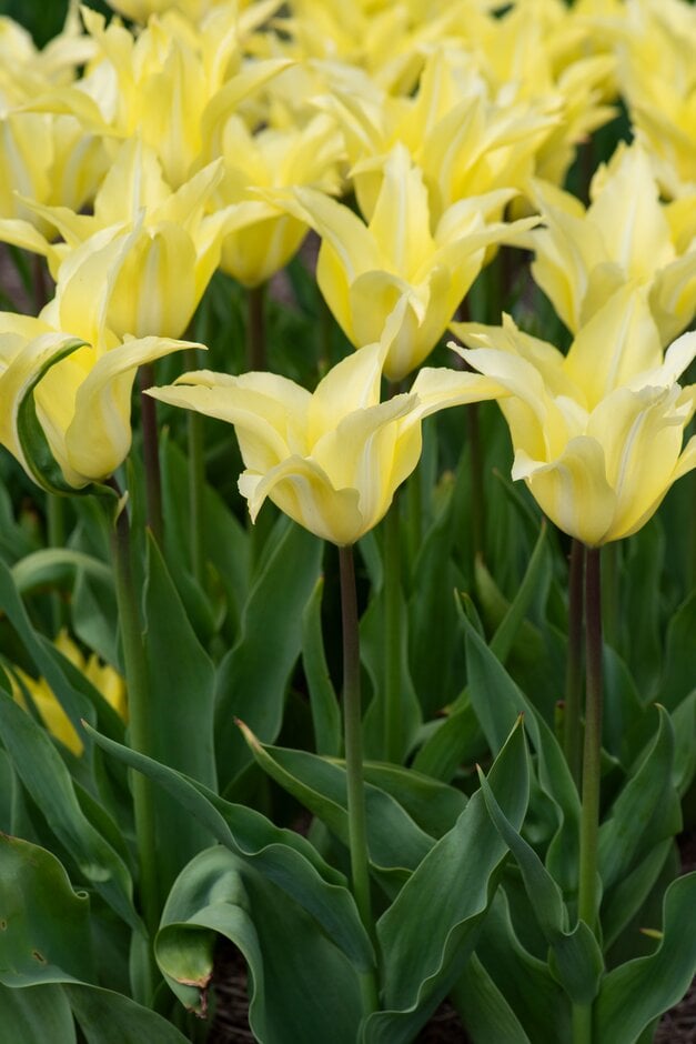 tulip 'Florijn Chic'