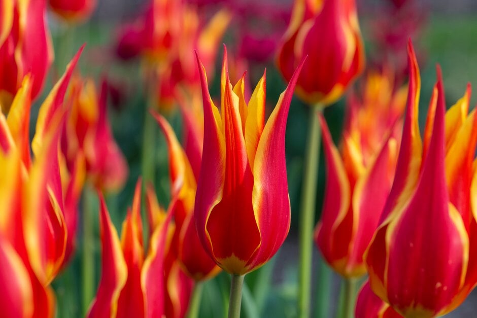 tulip 'Fly Away'