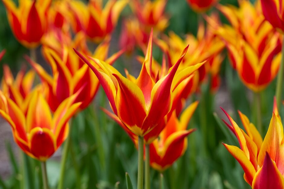 tulip 'Fly Away'