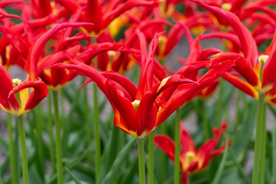 tulip 'Go Go Red'
