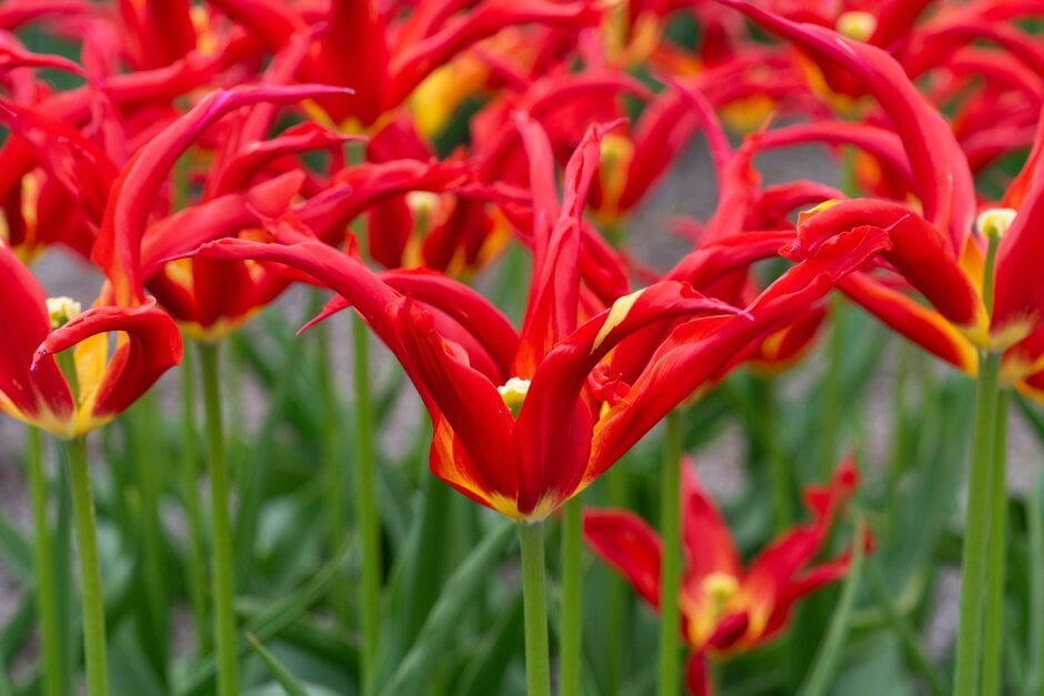 tulip 'Go Go Red'