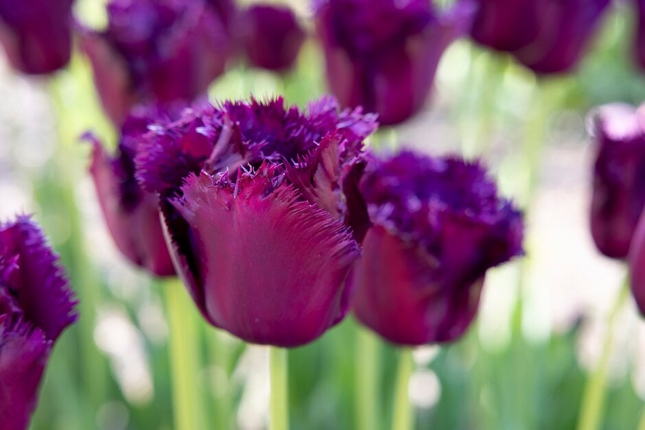 tulip 'Gorilla'