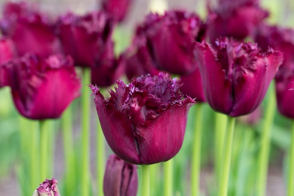 tulip 'Gorilla'