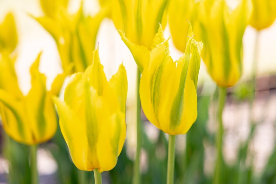 tulip 'Green Mile'