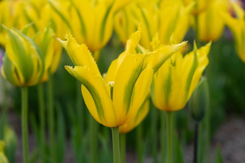 tulip 'Green Mile'
