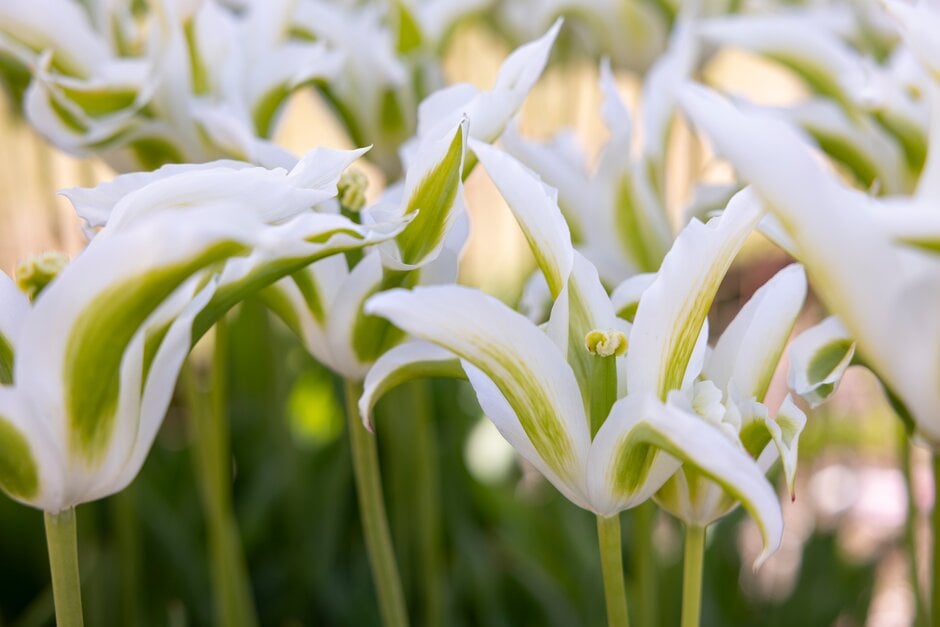 tulip 'Greenstar'