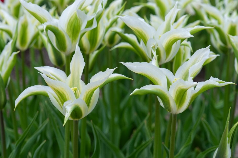 tulip 'Greenstar'
