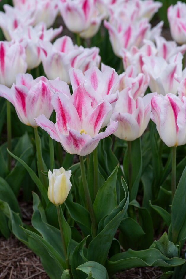tulip 'Holland Chic'