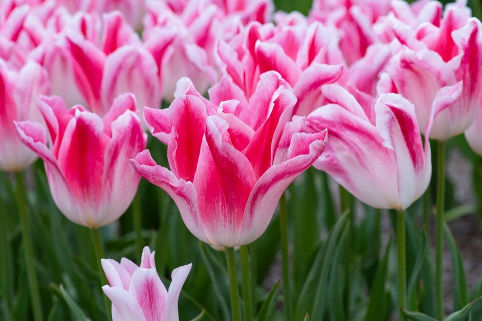 tulip 'Holland Chic'