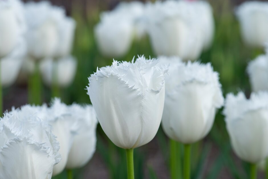 tulip 'Honeymoon'