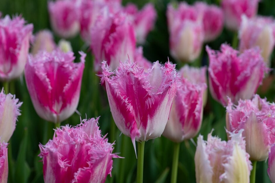tulip 'Huis Ten Bosch'
