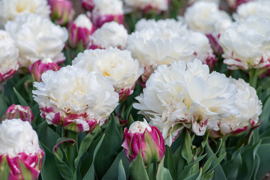 tulip 'Ice Cream'