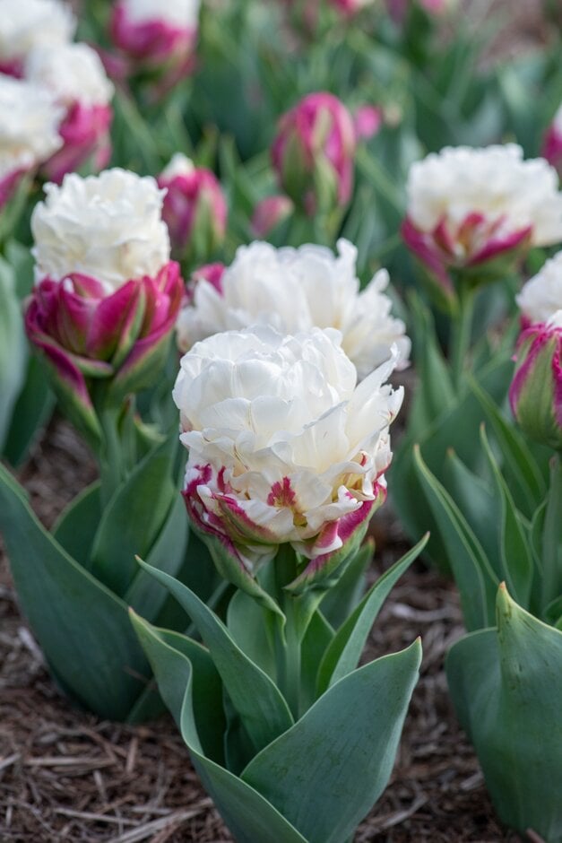 tulip 'Ice Cream'