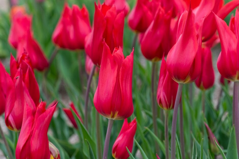 tulip 'Isaak Chic'