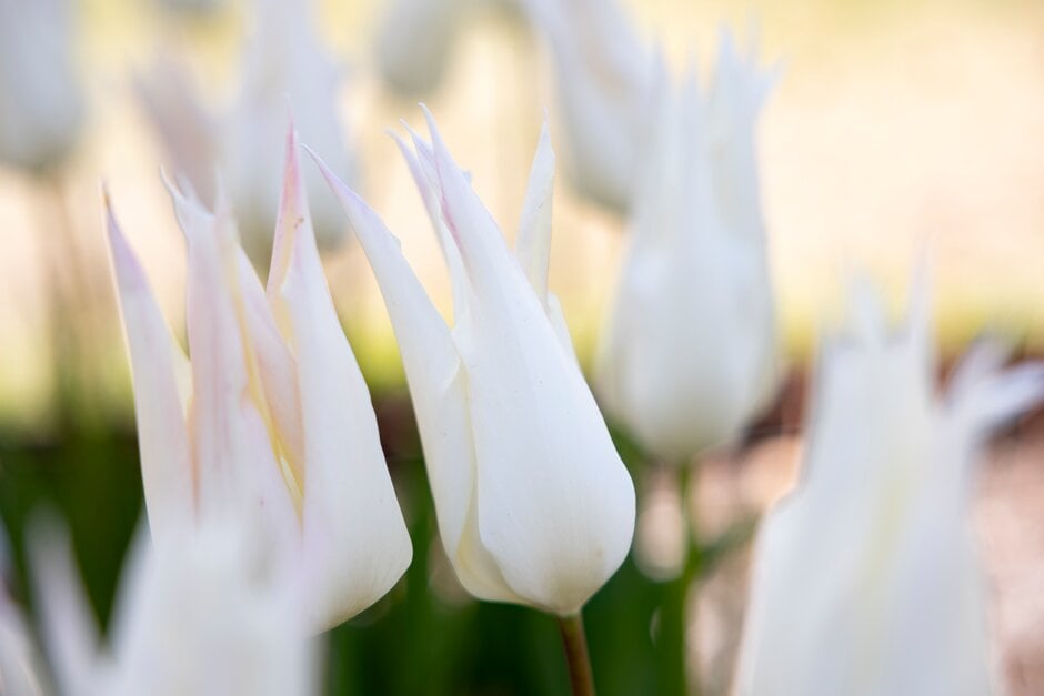 tulip 'Johan Cruyff'