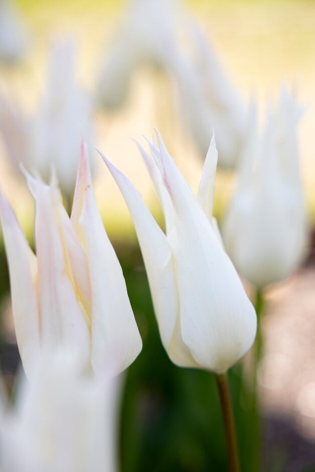 tulip 'Johan Cruyff'