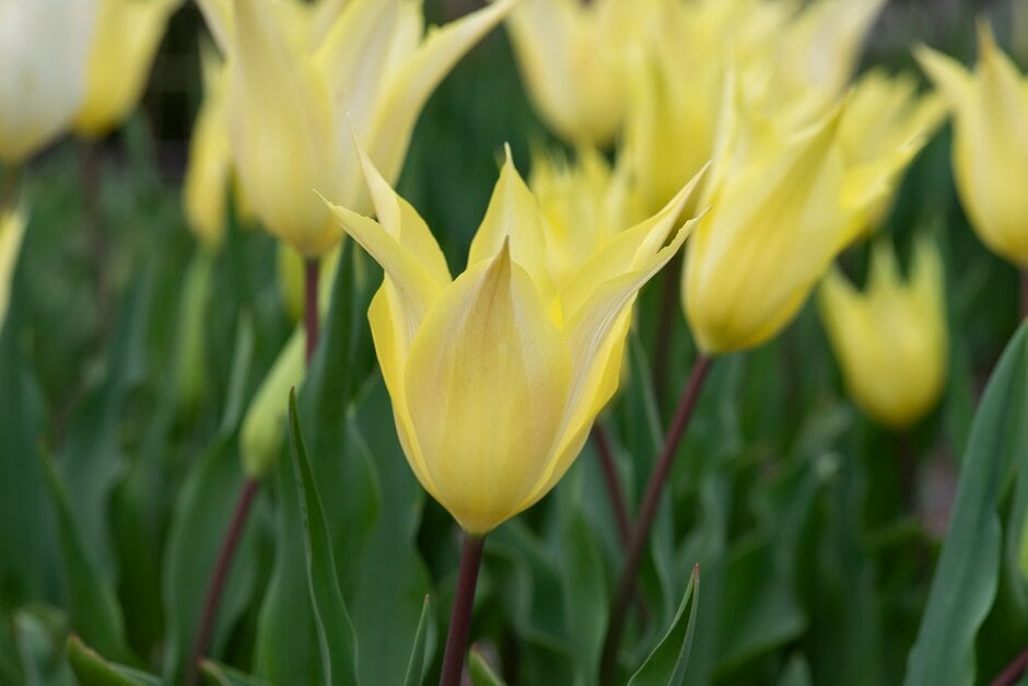 tulip 'Johan Cruyff'