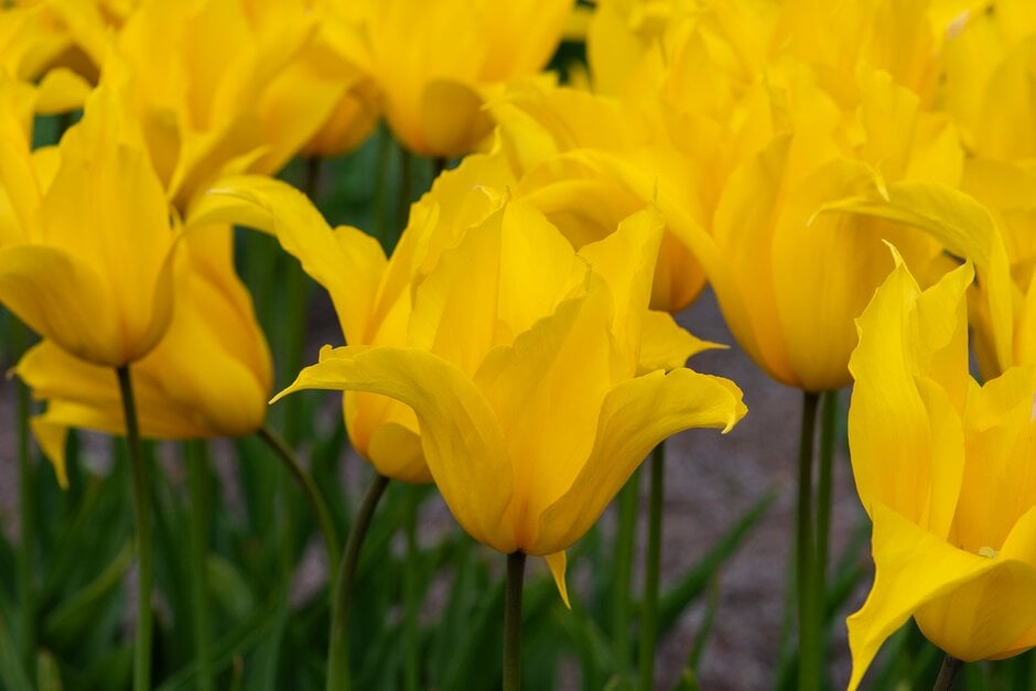 tulip 'La Perla'