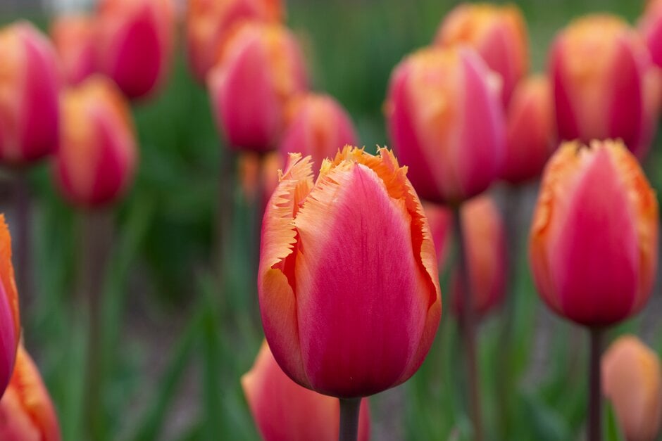 tulip 'Lambada'