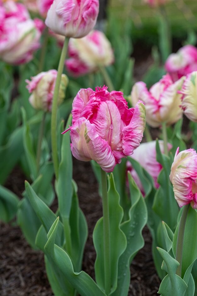 tulip 'Libretto Parrot'