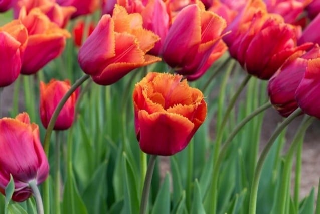 tulip 'Louvre Orange'