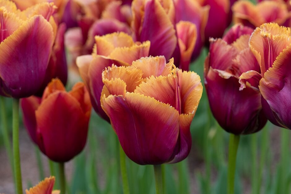 tulip 'Louvre Orange'