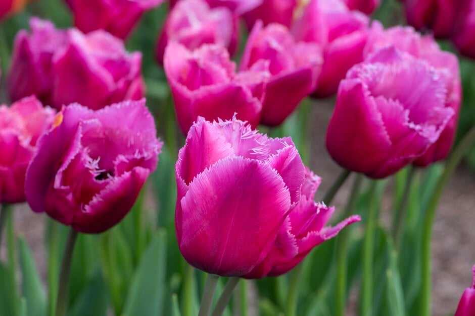 tulip 'Louvre'