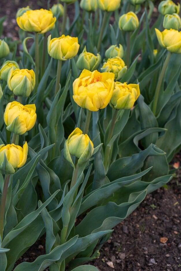 tulip 'Magic Carpet'