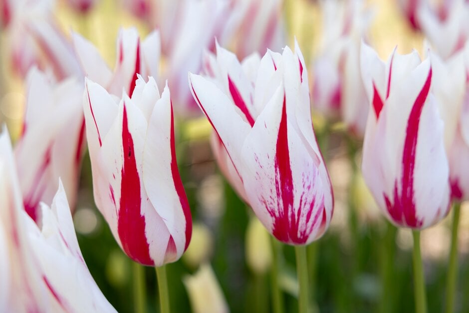 tulip 'Marilyn'