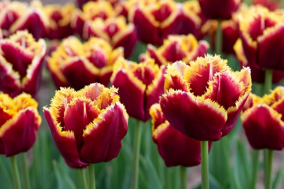 tulip 'Mercure'