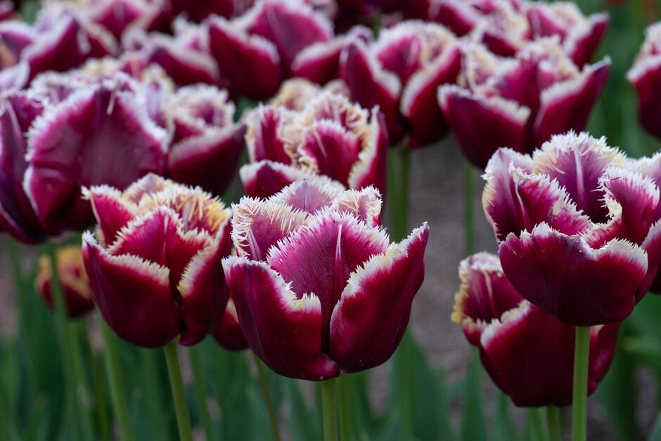 tulip 'Mercure'