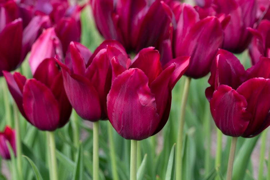 tulip 'Merlot'